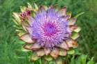 Bellevue, Washington State, USA. Artichoke flower head. Art Print